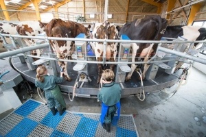Traite de vaches Normande